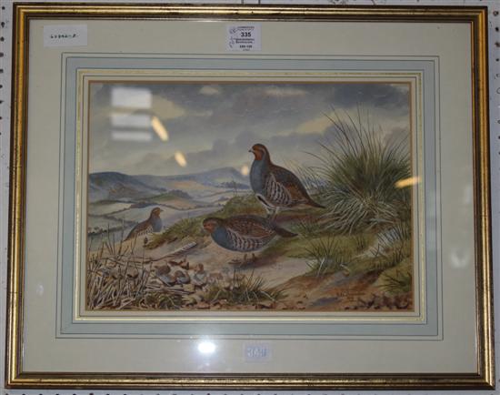 John Baxendale, watercolour, Partridges